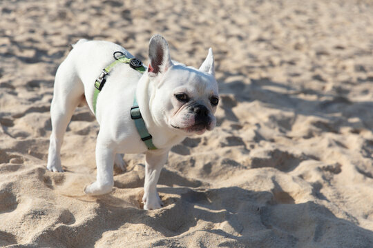 Cute puppy walks on the beach