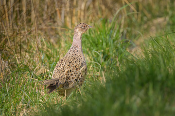 A female Common Pheasant walking in a meadow