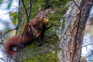 Ecureuil roux perché sur une branche