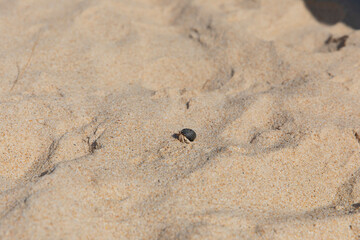 Hermit crab on the sand close up