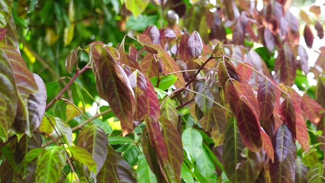 Archidendron pauciflorum (Blackbead, Dog Fruit, Djenkol tree, Luk Nieng Tree, Ngapi Nut, Pithecellobium lobatum Benth, Djenkol, Jengkol) leaves on the tree
