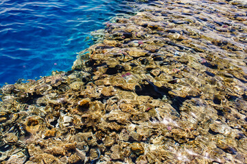 Coral reef, yellow stones, jellyfish through clear water with waves on surface