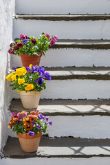 Fototapeta na wymiar Blooming pansies in a garden staircase