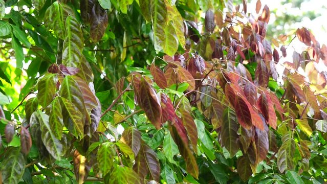 Archidendron pauciflorum (Blackbead, Dog Fruit, Djenkol tree, Luk Nieng Tree, Ngapi Nut, Pithecellobium lobatum Benth, Djenkol, Jengkol) leaves on the tree