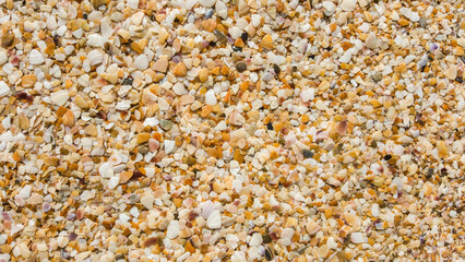 Shells broken on sea beach close-up, top view, uniform texture background