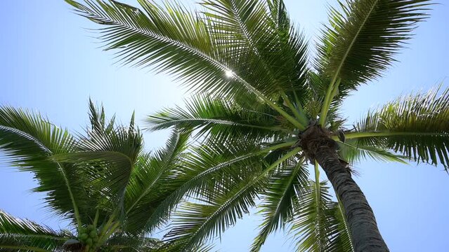 leaf of coconut trees flutter slow motion on blue sky, beautiful natural background