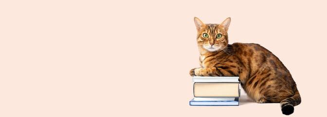 Bengal cat with a pile of books on a colored background.