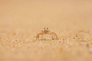 crab on the sand close-up