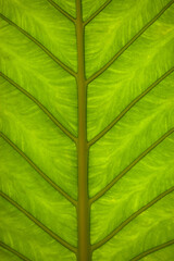 banana leaf close up, macro tropical leaf