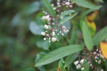 a nature concept, the flower at the garden