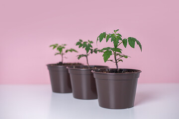 Gardening. Tomato seedling. Three brown pots on a pink background.