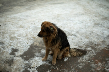 Dog without owner. Pet is waiting for food. Homeless animal.