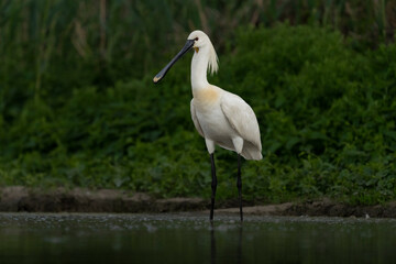 common spoonbill