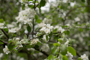 Apple blossom. Spring bloom. White flower on branch. Details of nature.