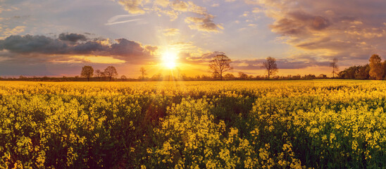 Huge golden field as far as the eye can see with the setting sun on the horizon. The warm light of the sun casts long shadows across the field. - obrazy, fototapety, plakaty