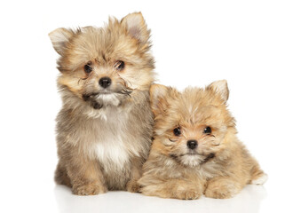 Two happy yorkie-pomeranian mix puppies