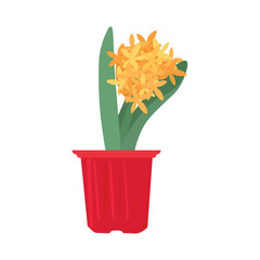 Pot with blooming hyacinth plant on white background