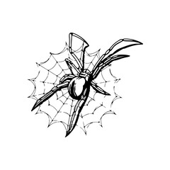 vector illustration of a spider with a web