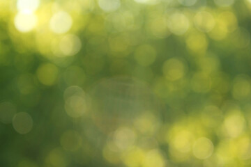 Light shining on tree leaves. Blur Abstract Background. green leaves Summer Background. Focus Bokeh Background.