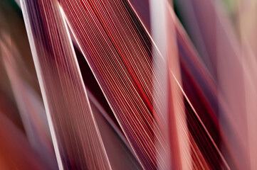 Close up of Lines of Flax Plant Leaves