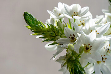 Delicate white Ornithogalum flowers close-up on a blurred background