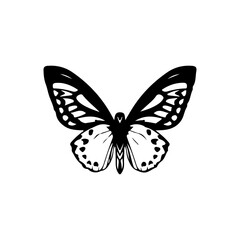 vector illustration of a black butterfly