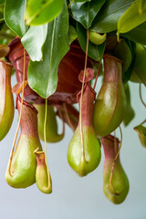 Plump and lush Nepenthes close-up