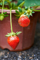 Fresh and plump potted strawberries close-up
