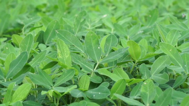 Arachis hypogaea L. (Also called Kacang tanah, peanut, groundnut, goober, pindar, monkey nut) plant in the nature