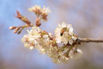 Bees on the Cherry Blossoms
