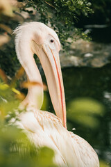 pelican singapore zoo after raining streching and beautiful posing birds