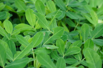 Arachis hypogaea L. (Also called Kacang tanah, peanut, groundnut, goober, pindar, monkey nut) plant...