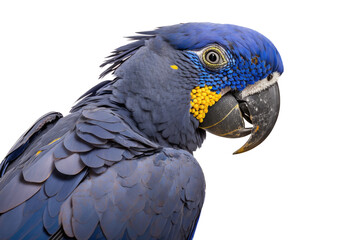 Obraz premium a spring-themed photographic illustration of a blue indigo macaw parrot macro head transparent background in PNG. T-shirt design. Generative AI