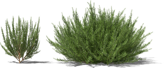 Fototapeta rosemary plant bush shrub hq arch viz cutout obraz