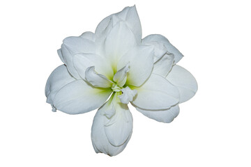 White flower of Hippeastrum Amaryllis Alfresco full bloom isolated on white background