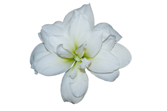 White flower of Hippeastrum Amaryllis Alfresco full bloom isolated on white background