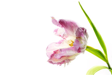 Open pink vintage parrot tulip with yellow pollen, waterdrops and green leaves, beautiful flower head isolated on a white background, copy space, selected focus