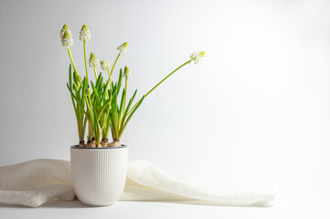 Potted white grape hyacinths (Muscari) in a ceramic flower pot and napkin against a light gray background, greeting card for holidays in spring, copy space