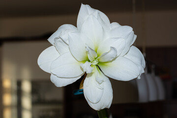 White flower of Hippeastrum Amaryllis Alfresco full bloom