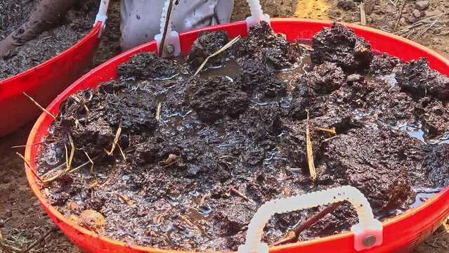 Closeup of soil and compost or cow dung mixed with water to form a seed ball