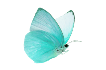 A beautiful blue butterfly flying isolated on transparent background with clipping path, single beautiful with clipping path and alpha channel. Use for graphics or advertising design.