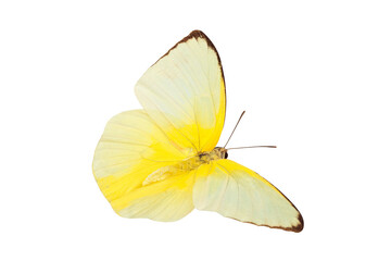 Fototapeta na wymiar A beautiful yellow butterfly flying isolated on transparent background with clipping path, single beautiful with clipping path and alpha channel. Use for graphics or advertising design.