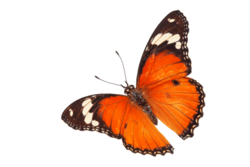 Beautiful monarch butterfly isolated on white background. Set of Big Monarch butterflies, isolated on white background. Tawny Coster (Acraea violae) Acraea terpsicore.