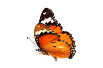 Beautiful monarch butterfly isolated on white background. Set of Big Monarch butterflies, isolated on white background. Tawny Coster (Acraea violae) Acraea terpsicore.