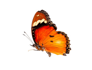 Beautiful monarch butterfly isolated on white background. Set of Big Monarch butterflies, isolated...