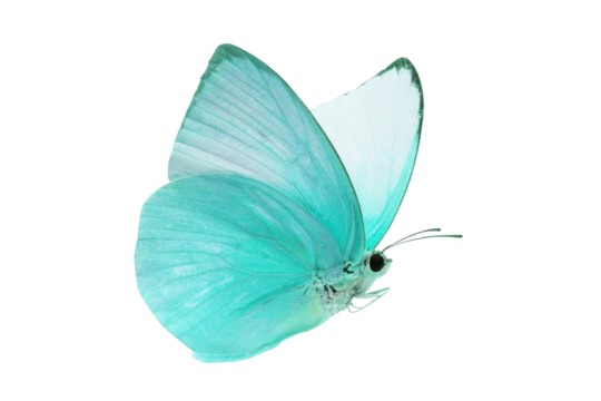 A beautiful blue butterfly flying isolated on transparent background with clipping path, single beautiful with clipping path and alpha channel. Use for graphics or advertising design.