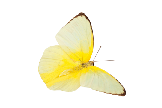 A beautiful yellow butterfly flying isolated on transparent background with clipping path, single beautiful with clipping path and alpha channel. Use for graphics or advertising design.