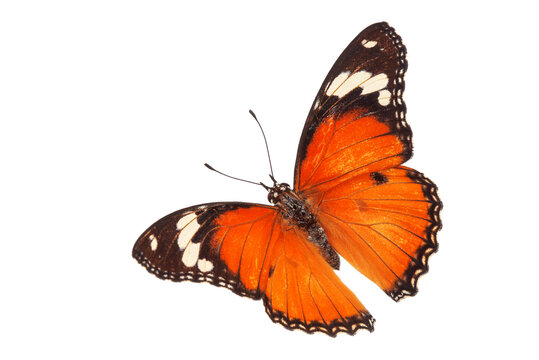 Fototapeta Beautiful monarch butterfly isolated on white background. Set of Big Monarch butterflies, isolated on white background. Tawny Coster (Acraea violae) Acraea terpsicore.