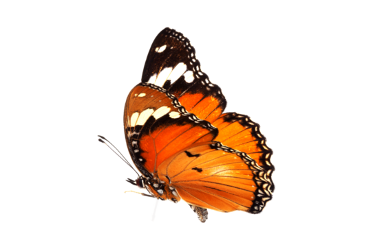 Beautiful monarch butterfly isolated on white background. Set of Big Monarch butterflies, isolated on white background. Tawny Coster (Acraea violae) Acraea terpsicore.