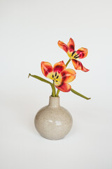 Tulpen